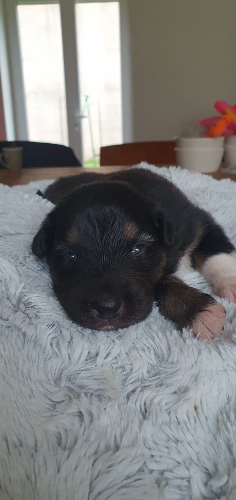 Des Dragons De Noisy - Chiot disponible  - Berger Australien